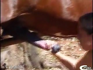 Even From This Distance I Was Able To See The Fluids Streaming From The Tip Of The Horses Cock