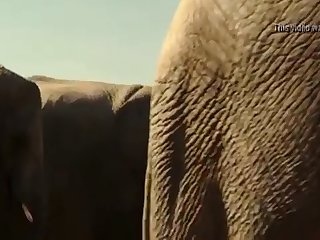Xvideos Elephant Party 2016 Hd