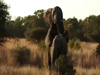 Xvideos Elephant Party 2016 Hd