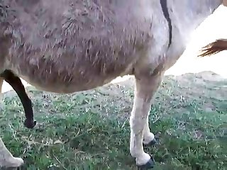 Burrobreeding Zetatracker