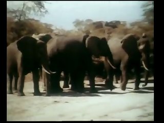 Erotic Tarzan 1994 Hd