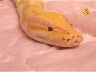 I Progressed To Stroking His Sheath With My Hand