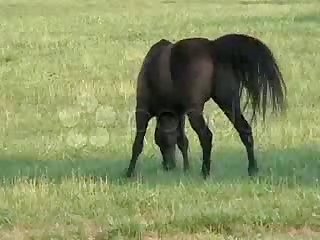 Horse Pissing In Field 1