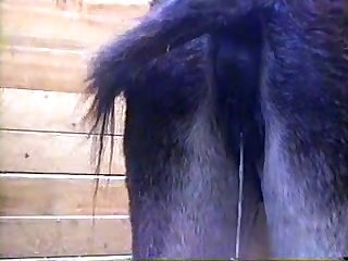 Donkey Animal Fuck With Girls Hd Video - best donkey porn videos page 1 at catherineii.com