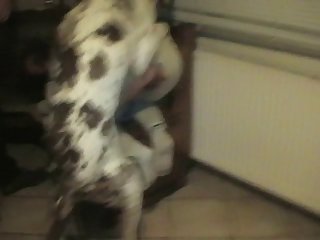 Hqporner