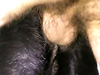 Beastiality Cam