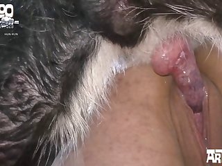 Preggo Animal Porn