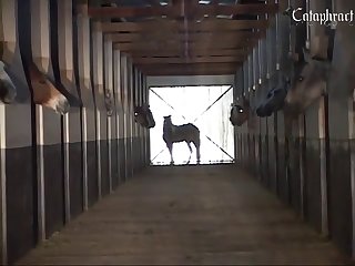 Animal And Boy Porn