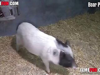 O Que E Zoofilia