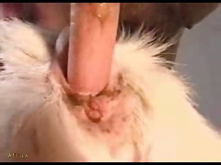 Videos De Zoofilia Mexicana