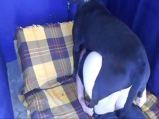 Anime Extreme Futa Porn