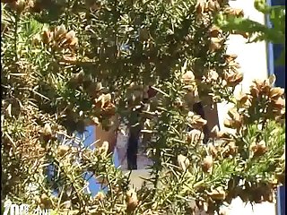 Forced Dog Fuck Porn