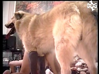 Ankha Dance Animal Crossing Pornhub