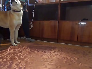 Woman Fucks Dog Porn