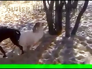 Dog Fuck With Goat - 29.dog Knotted To Goat