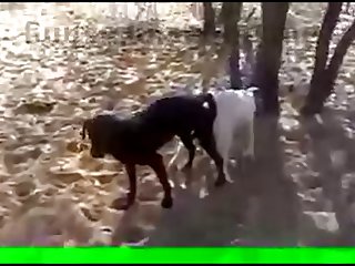 29.dog Knotted To Goat