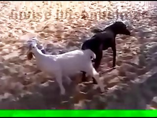 29.dog Knotted To Goat
