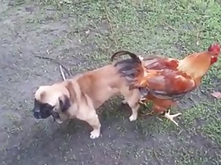 13.dog Knotted To Chicken