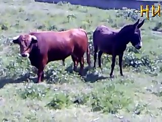 animal катафракт sex horse