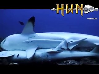 Grey Reef Shark Mating