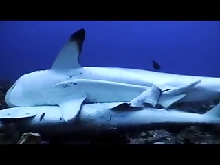 Dog Held The Penis In His Hand And Guided It To Get Inside